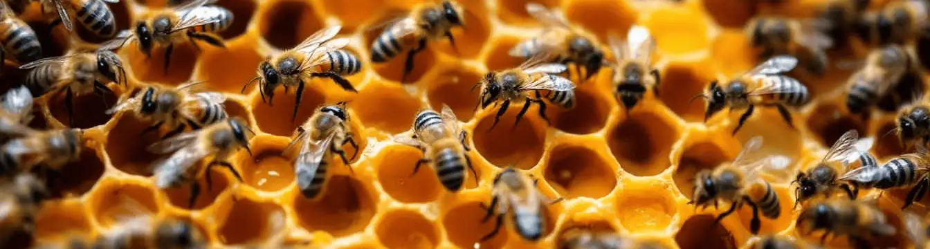 Le Rucher des Authieux - Producteur local