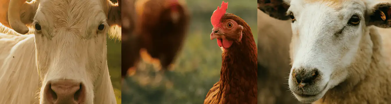 Exploitation Agricole du Neubourg - Producteur local